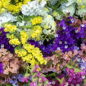 Statice Pacific Strain Mix Flower Seeds Heirloom USA Corn Cockle check my store for the largest selection