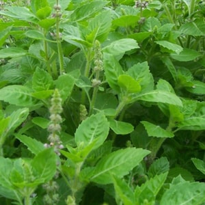 Basil Holy Basil Tulsi Heirloom Herb Seeds Culinary Herb kapoor Non-GMO Heirloom NJ Free Shipping