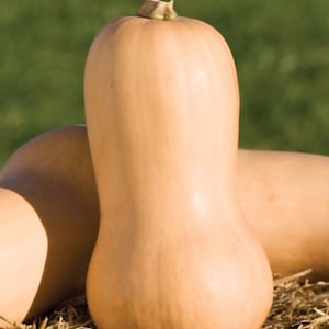 Butternut Squash seeds  NJ USA Heirloom organic See my store for largest selection