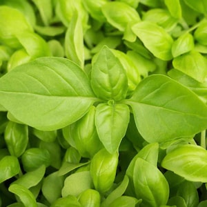 Basil Lemon Basil Seeds Heirloom NJ Grower Free Shipping