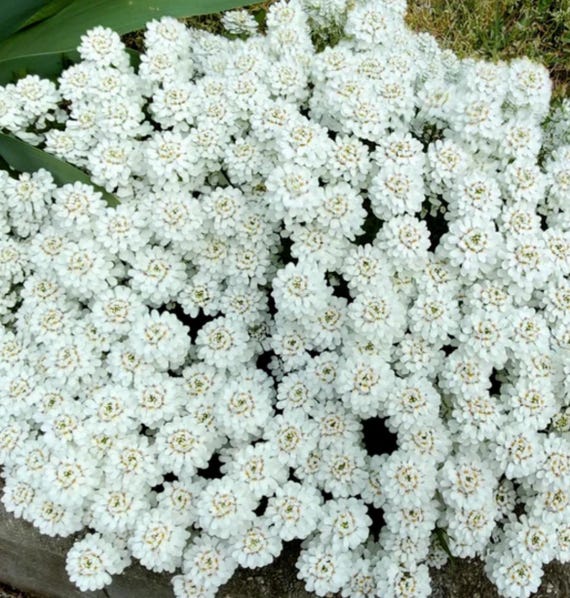 stevia plant seeds Stevia Seeds - Sweetie Star | Herb Seeds