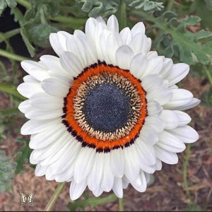 May include: A white daisy with a black and orange ring around the center. The center of the flower is dark gray.