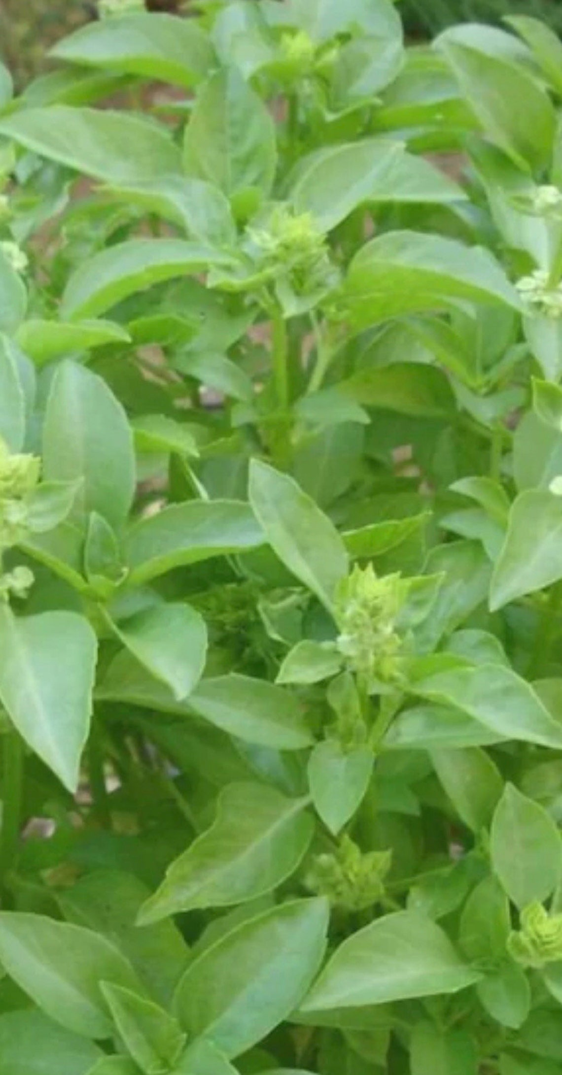 Basil Lime Basil Seeds Heirloom NJ Grower Organic Free Etsy