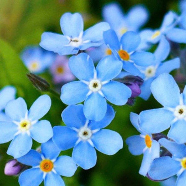 Forget Me Not Indigo Blue seeds Heirloom USA NJ Grower see my store for largest selection