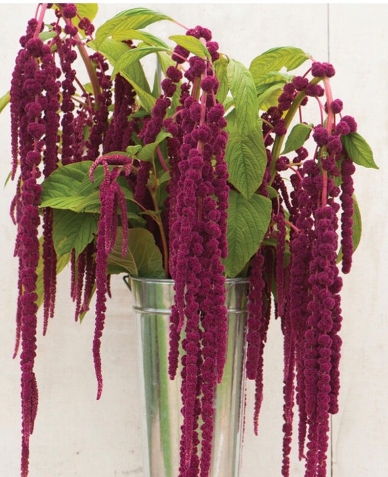Amaranthus Love Lies Bleeding Red Amaranth Seeds Heirloom USA NJ Grower Free Shipping Etsy