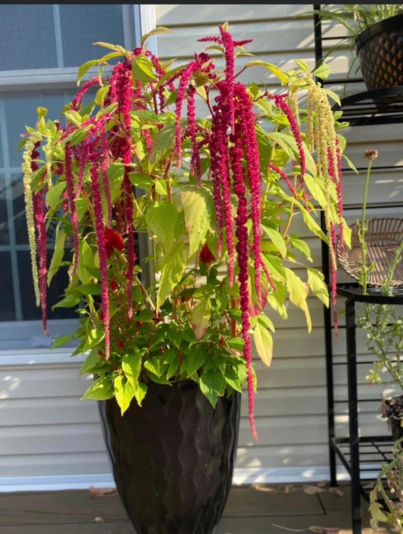HeirloomSeedsForU Amaranthus Love Lies Bleeding Amaranth Seeds - Thumbnail 5