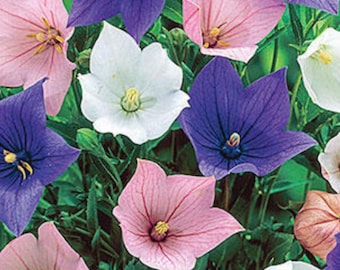 Balloon Flower Platycodon Mix Seeds Heirloom Organic USA NJ Grower Free Shipping