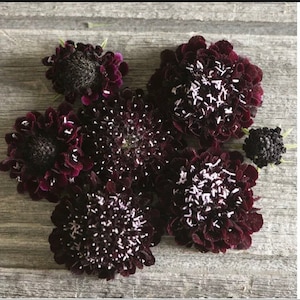 Scabiosa Black Knight Pincushion Scabiosa Flower Seeds