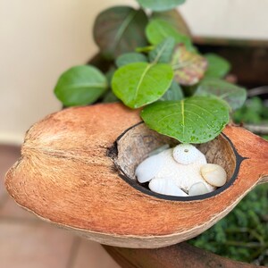 May include: A halved coconut shell with a brown, fibrous exterior, used as a decorative bowl. The bowl is filled with white seashells and smooth, white stones.
