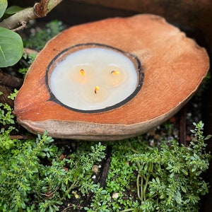 May include: A white candle with three wicks burning in a hollowed-out coconut shell. The coconut shell is brown and has a natural wood grain. The candle is surrounded by green plants.