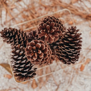 May include: A group of five brown pine cones in a wire basket. The pine cones are arranged in a cluster, with some overlapping.
