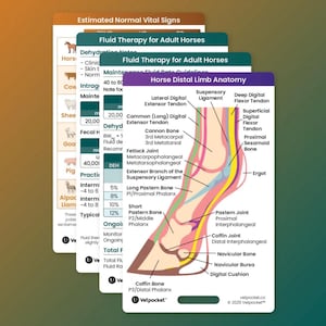May include: A colorful anatomical illustration of a horse's distal limb, showing the bones, tendons, and ligaments. The illustration is labeled with the names of the different structures. The image includes the text "Horse Distal Limb Anatomy".