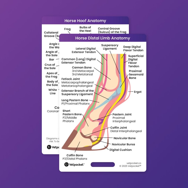 Vet Med Large Animal Reference Cards - Etsy