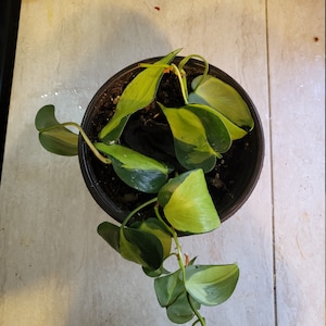 Brazilian Philodendron