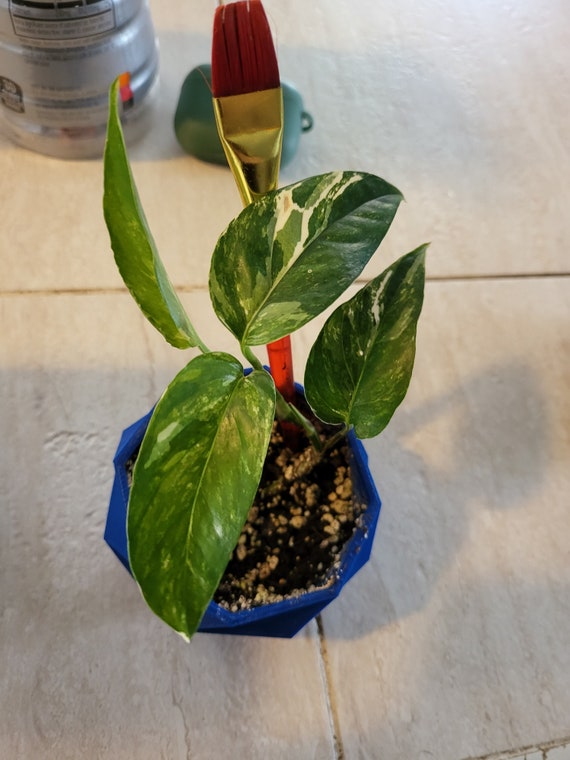 alocasia frydek variegata baby 6