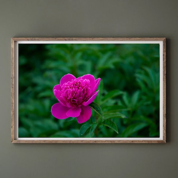 Purple Peony on Green photo Download, Nature Flower original photography