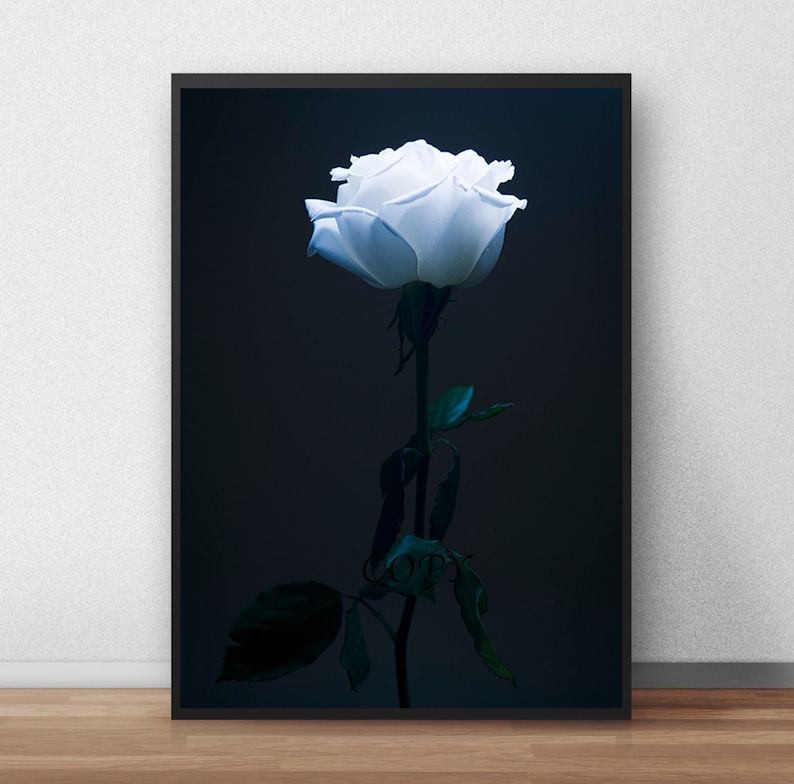 White Rose photography DIGITAL download