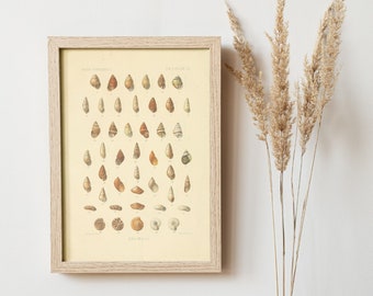 Vintage Seashell Prints | Digital Art Prints, Wall Art, Digital Download, Wall Decor, Downloadable Prints