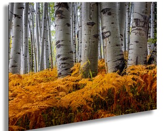 Kebler Pass Aspen Grove Photography Print – Colorado Autumn Wall Art
