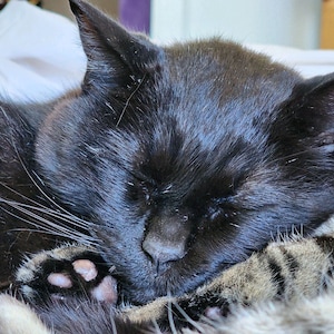 Black Cat Fur and Shed Claws (7) From Tarmac -  From the New Moon or Full Moon