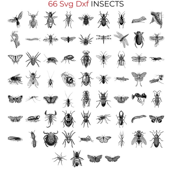 66 SVG Dxf ınsect Bundle for Lightburn Laser Engrave - Dragonfly, Spider, Caterpillar, Bug, Moth, Beetle, Bee, Termite, Wasp, Cricket