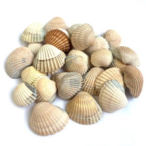 50 kleine schelpen, maat 0,4-0,8"/10-20 mm kleine schelpenpartij, decor strandhuwelijk, schelpen voor ambachten