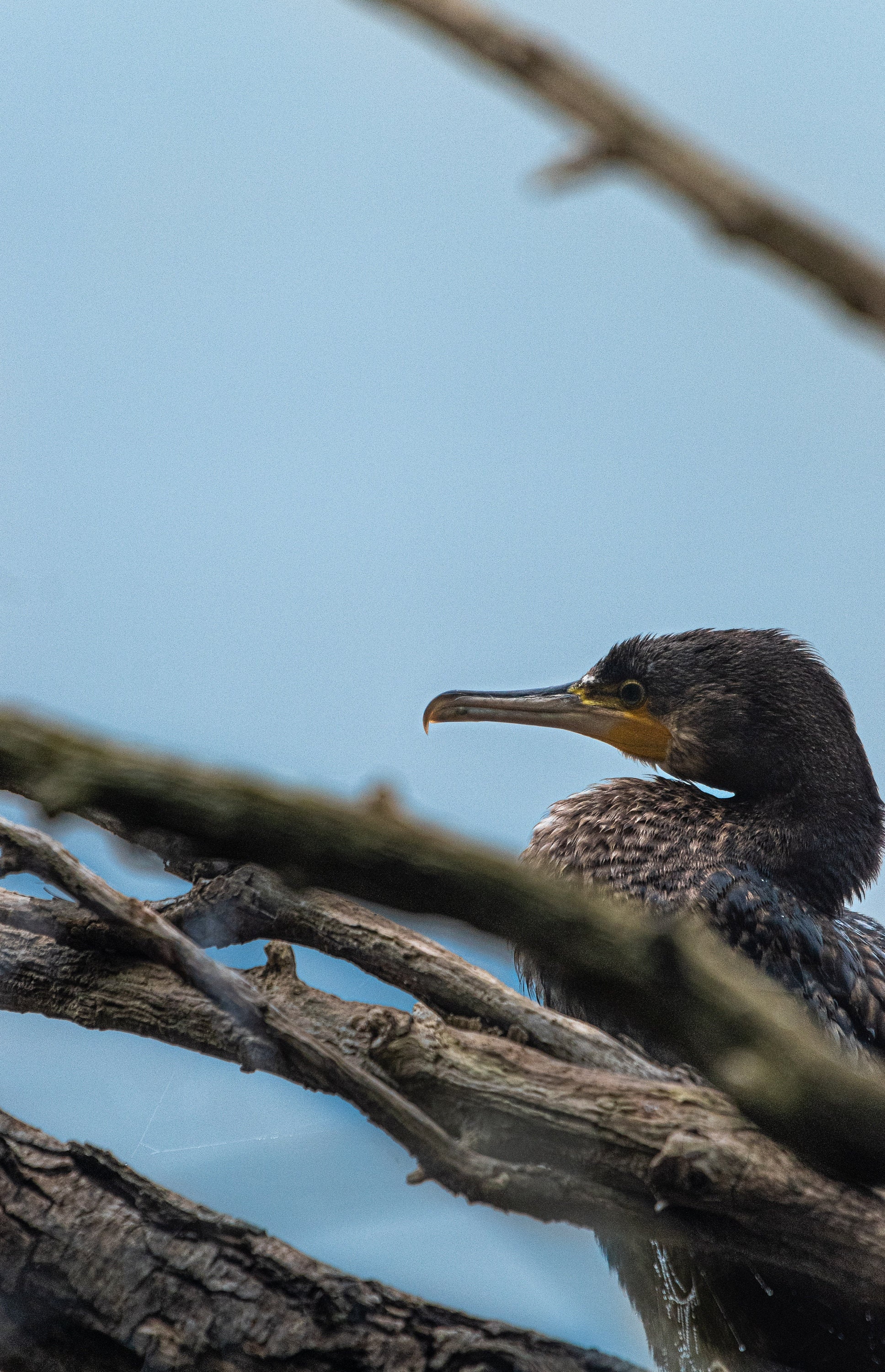 Impression Fine Art - Grand Cormoran