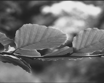Beech tree in monochrome