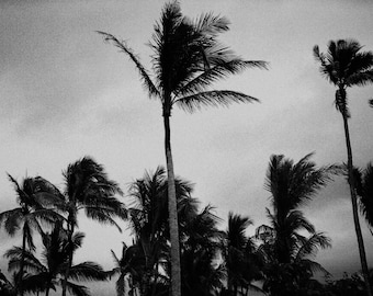 Palm trees shot on b&w 35mm film