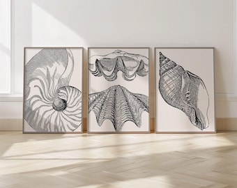 Coastal Sea Shell Wall Art Set of Three | Beach House Decor | Minimalist Neutral Prints | Shell Illustrations
