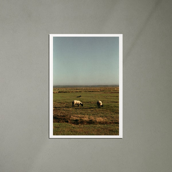 Les moutons des prés-salés, Mont-Saint Michel, Sheep, Fine Art Photo Print, Photography, Wall Art, Print, Analog, France