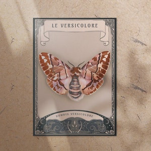 Carte encyclopédique illustrée Papillon Bombyx Versicolore