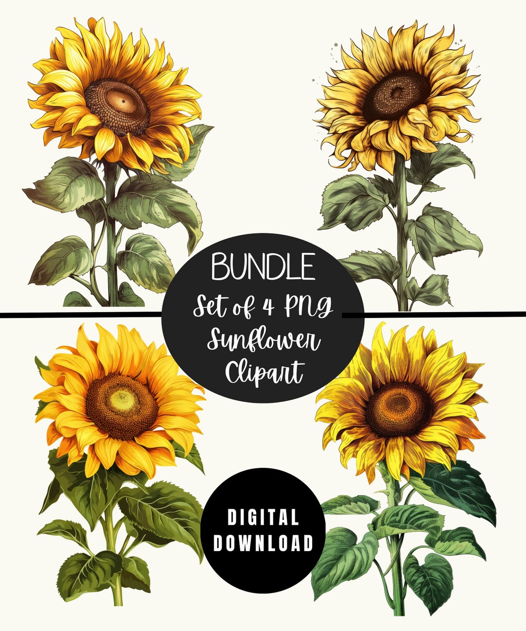 Sunflower ページ Amazon.com: SINGLE SUNFLOWER BLOOM ORANGE YELLOW BLACK