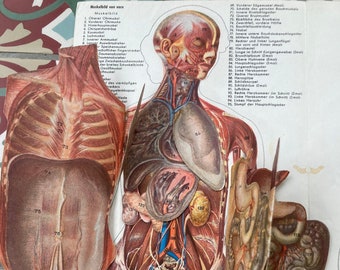 May include: Anatomical chart illustration of the human body, featuring layered cutaways revealing internal organs and musculature. The chart includes detailed labels in German, with a focus on the skeletal and muscular systems.