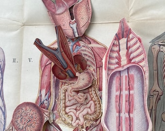 May include: Anatomical illustration of the human body with layered, three-dimensional cutouts revealing internal organs. The artwork features detailed depictions of the lungs, heart, intestines, and other anatomical structures, rendered in shades of red, pink, and beige.