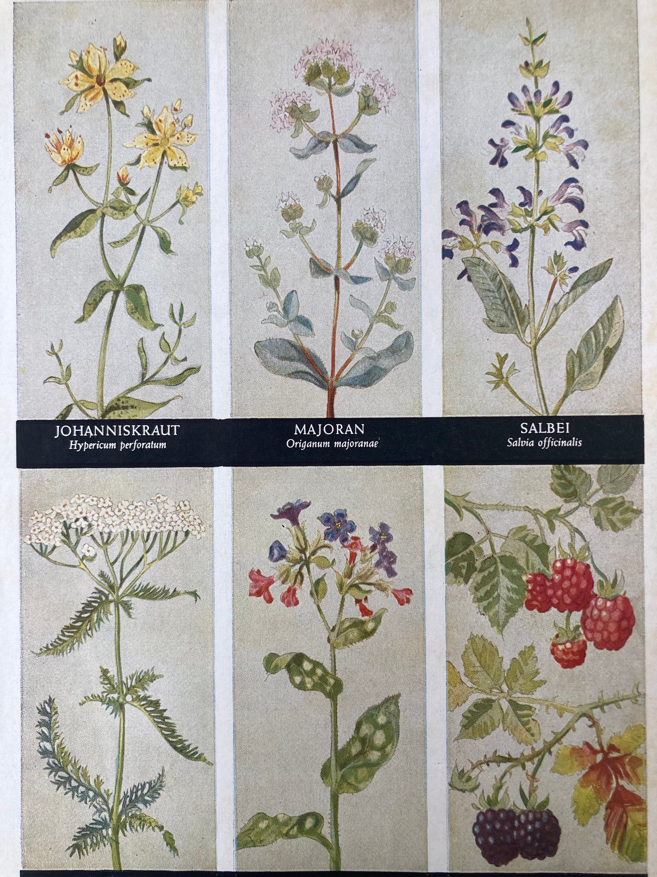 Plantas medicinales. Hierbas. Flores. Impreso por ambas caras. Planta. Grabado antiguo. Texto original en. Vendimia. Raramente. Impresión antigua. 1957.