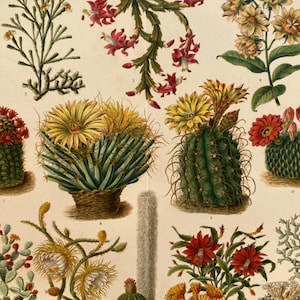 Kakteen. Blumen. Pflanzen. Antike Lithographie. Original. Vintage. Print. Selten. Alter Druck. 1907.