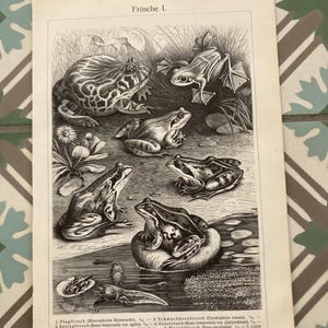 Könnte beinhalten: Eine vintage Schwarzweißillustration verschiedener Froscharten, darunter ein Flugfrosch, ein Hornfrosch, ein grüner Frosch und ein brauner Frosch. Die Illustration ist mit dem deutschen Wort "Frösche" beschriftet, was "Frösche" bedeutet.
