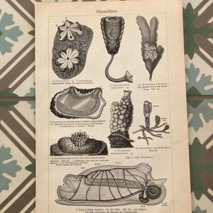 Könnte beinhalten: Eine alte Schwarzweißillustration verschiedener Arten von Seescheiden, auch bekannt als Manteltiere, aus einem wissenschaftlichen Lehrbuch. Die Illustration enthält detaillierte Zeichnungen der inneren Anatomie dieser Meerestiere.