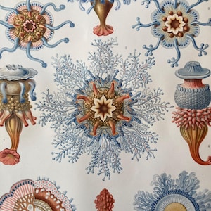 Hydromedusen. Quallen. Tiere. Wassertiere. Antike Lithographie. Original. Vintage. Print. Selten. Alter Druck. 1907.