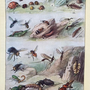 Könnte beinhalten: Eine antike Lehrtafel mit Illustrationen verschiedener Insekten, darunter Marienkäfer, Käfer, Fliegen und Libellen. Die Tafel ist mit Zahlen und Buchstaben beschriftet, und die Insekten sind in ihren natürlichen Lebensräumen dargestellt.