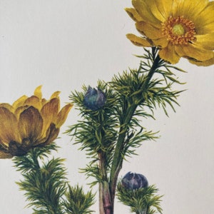 Op de afbeelding: Een botanische illustratie van een gele bloem met groene stelen en bladeren. De bloem heeft meerdere bloemblaadjes en een gele kern. De illustratie is op een witte achtergrond.