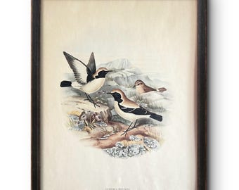 Jhon Gould, Wüstensteinschmätzer, Lithografie, Oenanthe, Wüstenvogel Asiens, 1969, Vintage-Kunstdruck, Saxicola, Montana