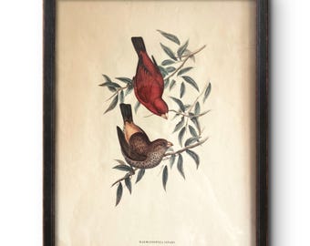 John Gould, Lithografie „Vögel Asiens“, Scharlachfink, 1955, Vintage-Kunstdruck (Haematospiza sipahe)