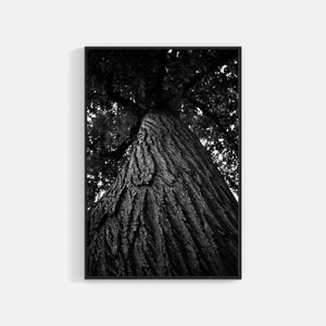 Black and white, Redwood, Tree, Portrait, Digital download.