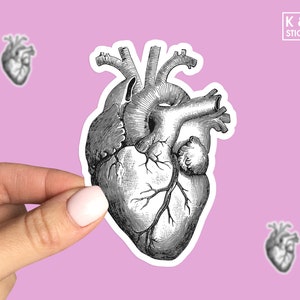 Anatomical heart vinyl sticker, Nurse doctor friend gift stickers, Laptop sticker