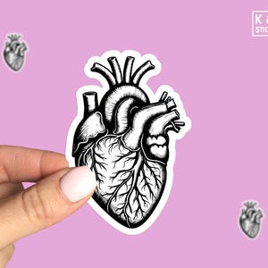 Anatomical Heart Sticker | Anatomical Art | Heart Anatomy | Medical Heart | Heart Lover Gift | Unique Heart Decal | Anatomical Sticker
