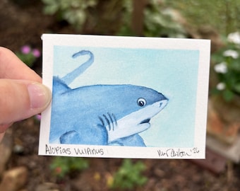 ACEO Original Hand-Painted ‘Shark Selfie’ Watercolor: Thresher Shark  (2.5x3.5”)