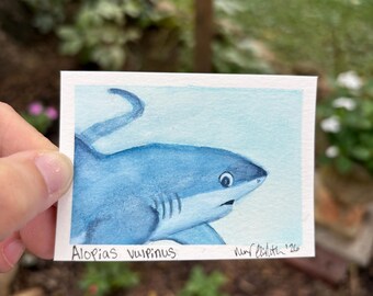ACEO Original Hand-Painted ‘Shark Selfie’ Watercolor: Thresher Shark #2 (2.5x3.5”)