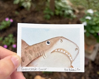 ACEO Original Hand-Painted ‘Shark Selfie’ Watercolor: Tiger Shark #2  (2.5x3.5”)